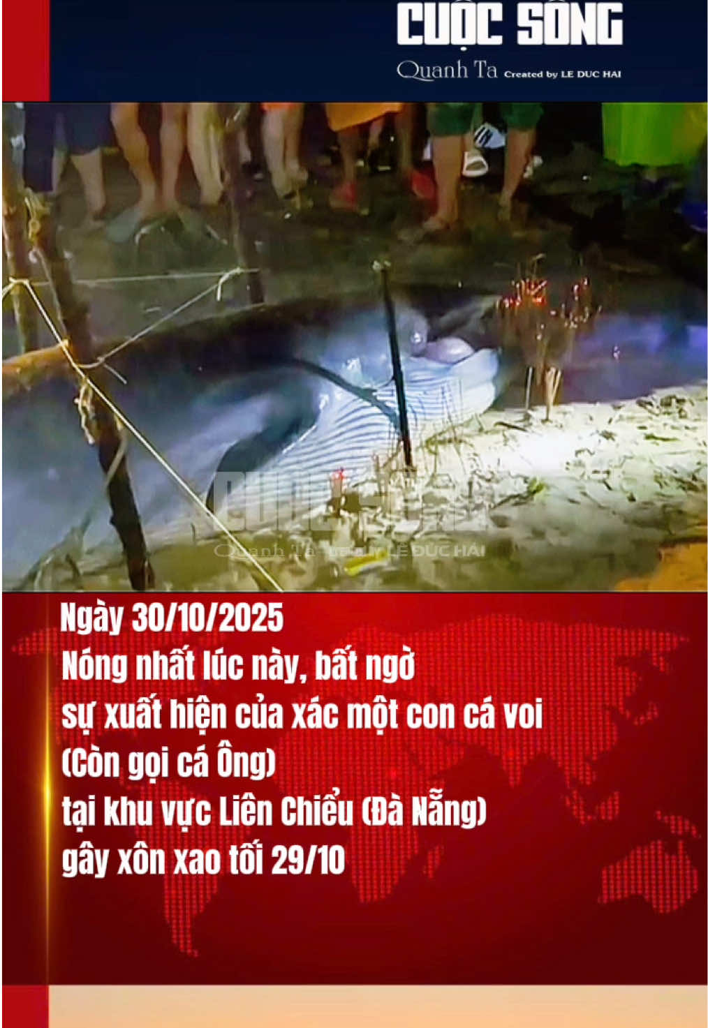 Ngay lúc này, bất ngờ xuất hiện xác một con cá ông tại vùng biển Đà Nẵng giữa tâm điểm đỉnh lũ lịch sử ở Miền trung. Thiên nhiên có nhiều thứ mang tâm linh liệu đây là điềm gì nà bà con miền Trung đang vất vả chống mưa bão?  Mọi người ai biết gì về hiện tượng này để lại comment bên dưới chia sẻ nha #tintuc #cuocsongquanhta #caong #danang #hientuongla 