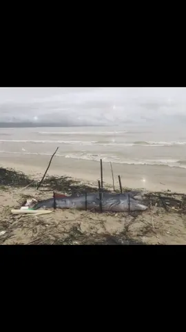 Giữa lúc mưa lũ bao trùm khắp miền Trung, Sáng nay 30/10/25  Đà Nẵng bất ngờ phát hiện một xác cá voi dài khoảng 3m trôi dạt vào bờ biển Nguyễn Tất Thành. Xin cầu nguyện cho ông được siêu thoát  Nam Mô Đại Bi Quan Thế Âm Bồ Tát Cứu Khổ Cứu Nạn mong mẹ thương tình gia hộ che chở cho Miền Trung được nhẹ nhàng vượt qua kiếp nạn này . #cavoi  #caongdatvaobo  #Biendanang  #caunguyenbinhan  #phuongtrinh 