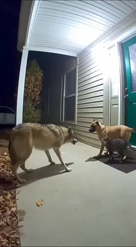 #dogsofttiktok #catsoftiktok #wolf #dog #cat 