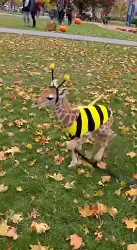 Misha the petite lap giraffe ready for Halloween. How cute does she look in her little bumblebee costume running around the park? Are you ready to go trick-or-treating? #unisexfashion #teeshirt #gymshirts #womensshirt #girlsclothes #giftforyourgirl #misha #giraffe #halloween #fyp