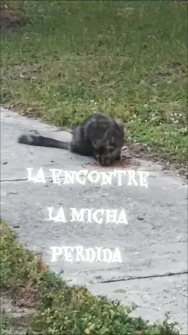 #LIVEIncentiveProgram #LIVEStory #PaidPartnership #parati #foryou 