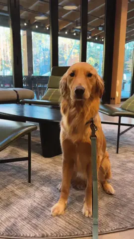 When the pups plan the vacation 🍂 #dogsoftiktok #onthisday #goldenretriever #catskills #newyork