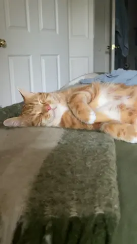 Laziest boy I know  #catsoftiktok #foryoupage #cats 