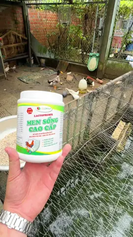 Sử dụng men tiêu hoá để bỗ sung cho chiến kê