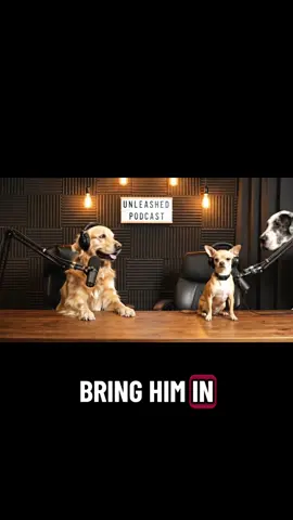 #dog #podcast #chihuahua #door #pets 