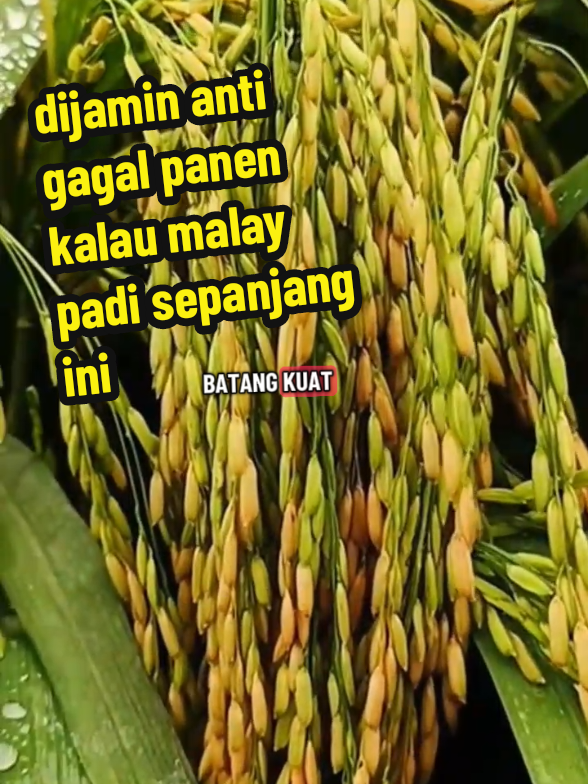 dijamin anti gagal panen kalau tanam benih padi ini#padi #fyp #pupuk #pupukasamamino #pupukorganik 