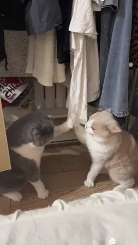 Two funny cats 🐱😂😂#cat #funnytiktok #tiktok #usa🇺🇸 #funnycat 