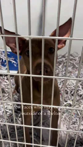 Give these precious faces their forever homes🥲❤️🐾🏠 #adoptme #wearehstb #dog #Home 