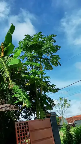 #variomodifikasi #vario150 #fyp #vario #masukberanda 