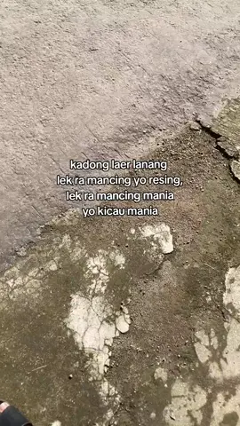 resing oke mancing oke ngantang oke manot infomu bolo #kicaumania #fypppppppppppppppppppppp 