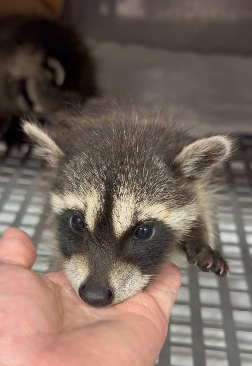 10/29/25 New babies just came in. One was stuck to a glue trap😤 Please stop using inhumane ways to catch or trap animals. ##wildliferescue##raccoons##fyp##animals##cute