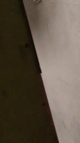 alamak minta dijadiin campuran kuah soto dia wak😹 #catsoftiktok #catlover #promomakanharian #kucingbloon #kucingoren #memestiktok #meme 