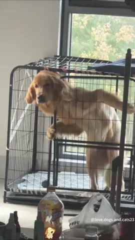 Golden Retriever core.#dog #funny #goldenretriever #dogsoftiktok #fyp 
