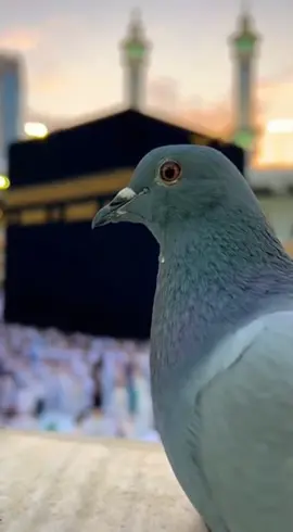 #رضاء_الوالدين 