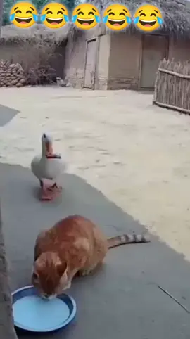 videos graciosos  #videos #tik tok#viral #risas #