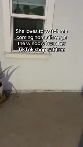 Seeing my kitty when I come home fuels my soul 💗 tbh, anything from a store this tall would have cost me 2x or 3x times more. Live shopping is the future of shopping y’all 😅 #cat #cattree #tiktokshop #cattoys #kitty 