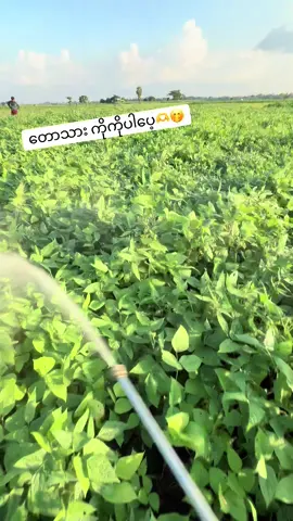 🫶🤍#ကိုထက်ကြီး🤘 #ကြိုးစားနေဆဲလူငယ်❤️‍ 