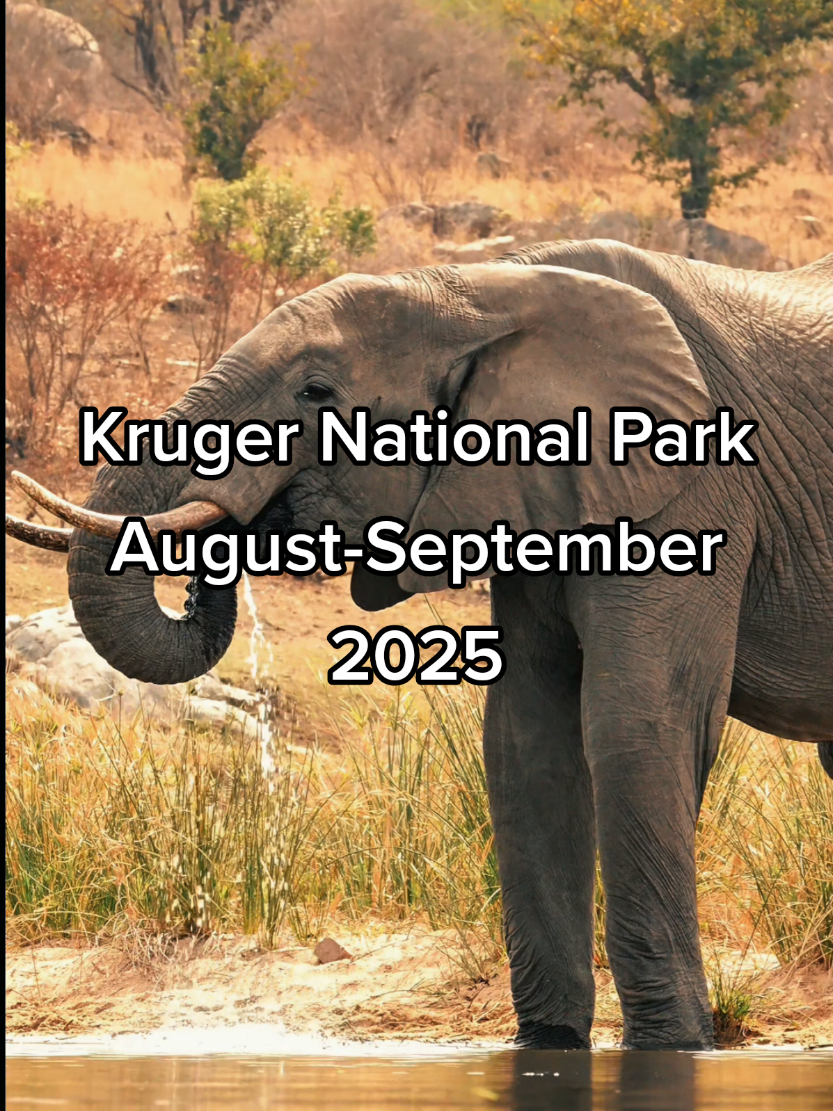 Kruger National Park August-September 2025 #kruger #krugernationalpark #wildlife #animals #wildlifephotography 