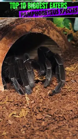 The Pamphobeteus Genus takes the #4 slot for tarantulas with the BIGGEST APPETITES! #tarantula #spider #gagamba #tarántula  #tarentule #Vogelspinne 