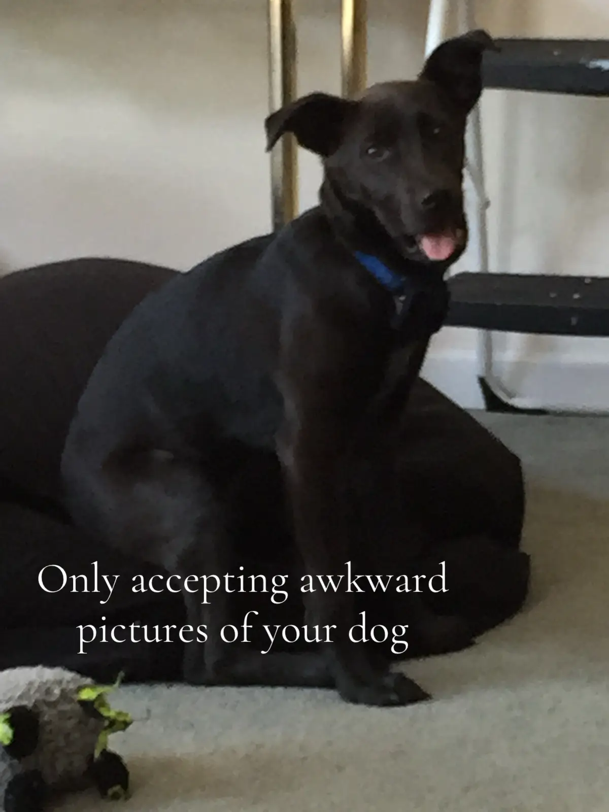 Give me dog pictures #dog  