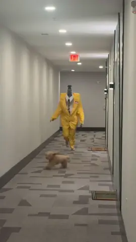 Halloween night costumed dog #dog #funnydog #dogsofttiktok #foryou #fyp #funnytiktok #funnyvideos #halloween #dressup