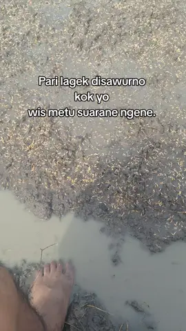 🤣🤣 #tanampadi #bojonegoro #fyp #fypシ゚ 