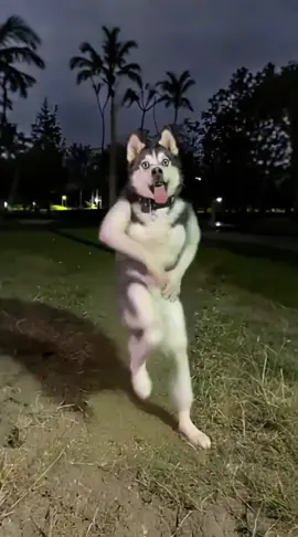 #DogFunnydance #editbyme  #2025  #fyp 