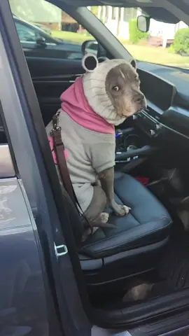 #dogsoftiktok #picture #memories 