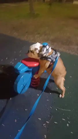 #perreo #perreosola #bulldog 