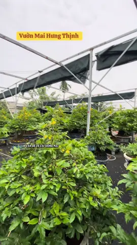 🌸 Nguyên nhân và cách xử lí khi cây mai trổ sớm 🌸 #vươnmaihungthinh #sieubongsaigon #mainonmoighep #phoimaituquy #hoamainosom 