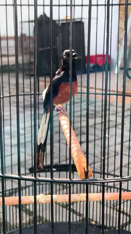 MB.Sindikat Pastol edan #fyppppppppppppppppppppppp #fyp #muraibatuindonesia #muraipastol #muraibatu 