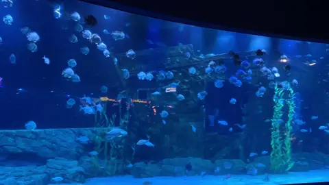 Luỵ lotte 😍 #xh #xuhuongtiktok #lottemalltayho 