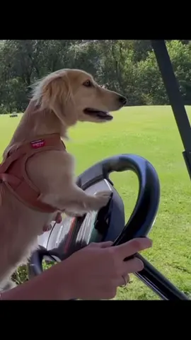 Leo also got his driver license 😭 rumors says he will be on the grid next year driving alongside his dad 🏎️  @Alexandra Saint Mleux @Charles Leclerc #alexandrasaintmleux #leoleclerc #charlesleclerc #fyp #purtoi 