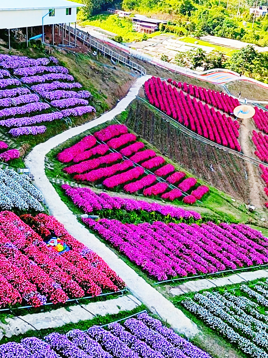 #สวยพุ่งจนต้องแชร์ #เที่ยวเขาค้อ #ไฮเดรนเยียคาเฟ่เขาค้อ #สวยมาก #ต้องไปแล้วแหละ 