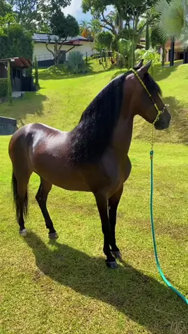 🐴🐴💸💸☘️☘️ #caballoscolombianos 