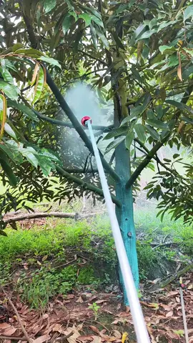 có ai chơi bài này giống mình không xịt mancozeb liều cao + thuốc sâu vào thân cành, để hạn chế sâu mọt đục thân cành, hạn chế rong rêu luôn #tamfarmer #thanhtamfarm 