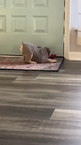🐶💨 Chubbs is in full zoomie mode — one minute he’s peacefully chewing his toy, the next he’s sprinting like he just remembered he’s got places to be 😂 His wrinkles are flying, ears flapping, and toy still somehow in his mouth while he does laps around the room like a little bowling ball of energy 🎾🐾 You can literally see the chaos and joy fighting for first place on his face. Every jump, spin, and wiggle just proves he’s the happiest bulldog on earth — pure puppy energy at its finest 💚#fyp #dogtok #viral #funny #englishbulldog 