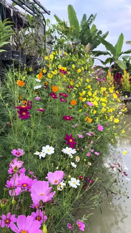 Tết này Lạc sẽ tiếp tục trồng hoa sao nháy#lacveque #tết2026 #tronghoatet 