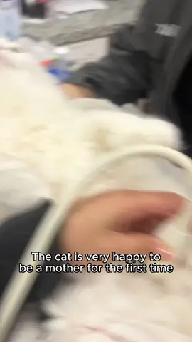 Cat understand English🤣🤣#cat #catsoftiktok #catlover #funny #fyp 