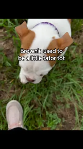 It’s never a dull moment with an English bull dog😅 #englishbulldog #bulldogs #puppiesoftiktok #cutedogs #fyp 