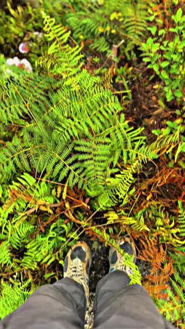 Fresh #pesonakalimantan #gunungmuro #promomakanharian #murungraya 