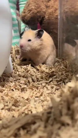 寝起きの伸びあくび🥱🫶🏿#ハムスター#hamster#キンクマ#햄스터