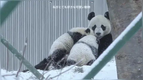 パンダの母親が双子を育てています #パンダ 