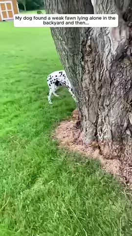 My dog found a weak fawn lying alone in the backyard and then...