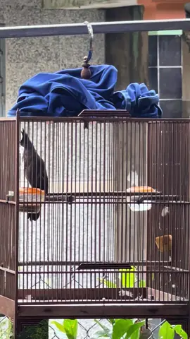 Tiếc cho 1 siêu phẩm😭#TràMy #quangnam92 #chaomaobaydautramy #chaomaohotdau #chaomaobaydau 