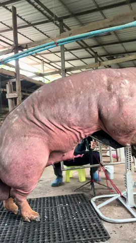 รีดน้ำเชื้อพ่อหมูดูร็อค#รีดน้ำเชื้อหมู #น้ำเชื้อหมู #ฟาร์มหมู #ดูร็อค 