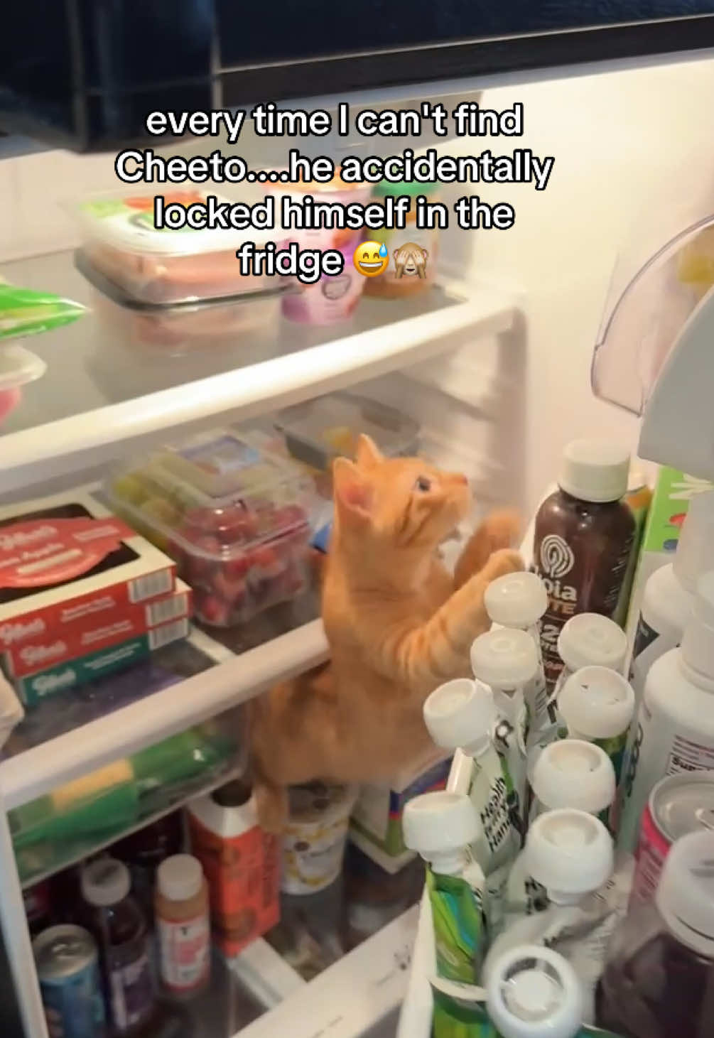 he's so fast I don't even see him go in there 😂😂 #cattok #catmom #catlover #kitten #kittensoftiktok 