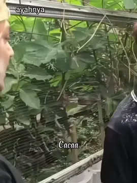 buah jatuh sepohon-pohonnya, kurang Tian @𝙆𝙄𝙆⚡ @kikv3 @فيصل @D1k4 @☆ﾟʝꪱ𝕓☆ﾟ @B0tol_marJan #kusumawaraofficial #kusumawara #gwsmlovers #lewatberanda #fyp 