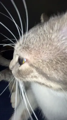 Feliz miércoles 🤌🏻 #gato #humor #parati #foryoupage 