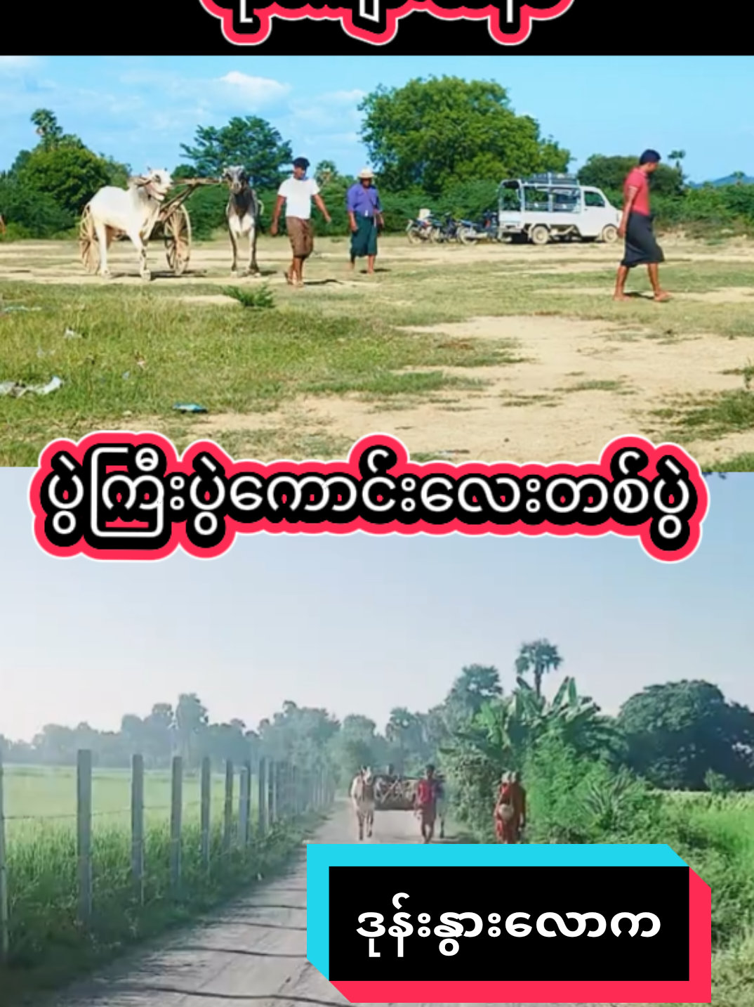 #ဒုန်းနွားဝါသနာရှင်များအတွက်👍 #နွားဝါသနာရှင်ညီကိုများအတွက် #tiktokmyanmar🇲🇲 #foryoupage #Ok @အမေ့သားအမေ့သား @မဲကြီး(ရွှေညာမြေ) @nyan lin htet paing @Moonthar🤘🤘🤘 @aungzawoo5511 @KO GATONE (မြစ်သားသား) 